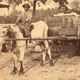 Man leading oxcart with cotton to cotton gin in South Carolina (J.A. Palmer, circa 1870/New York Public Library)